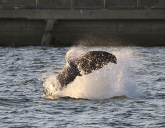 Megaptera novaeangliae