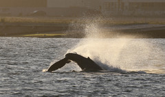 Megaptera novaeangliae