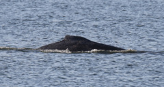 Megaptera novaeangliae