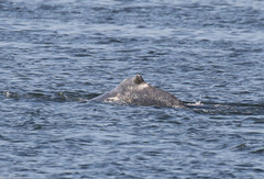 Megaptera novaeangliae