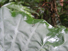 Neocollyris