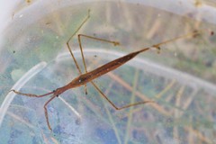 Ranatra quadridentata