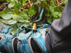 Graphium sarpedon connectens