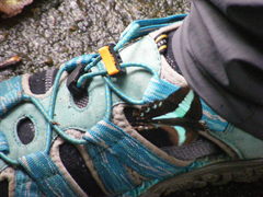 Graphium sarpedon connectens