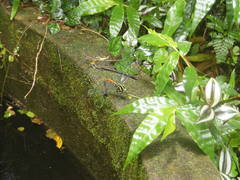 Polycanthagyna erythromelas