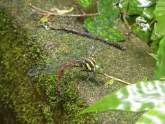 Polycanthagyna erythromelas