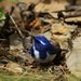 Ultramarine Flycatcher - Photo (c) Carmelo López Abad, some rights reserved (CC BY-NC), uploaded by Carmelo López Abad