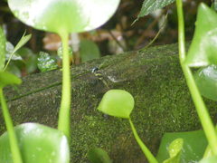 Polycanthagyna erythromelas