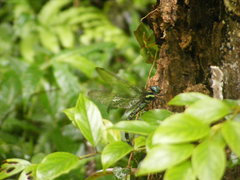 Polycanthagyna erythromelas