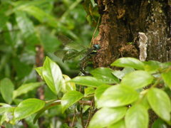 Polycanthagyna erythromelas