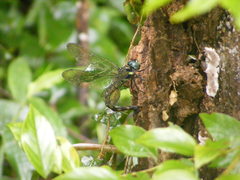 Polycanthagyna erythromelas