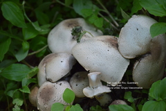 Agaricus