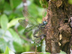Polycanthagyna erythromelas