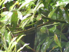 Polycanthagyna melanictera