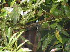Polycanthagyna melanictera