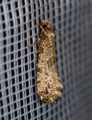 Morophaga choragella