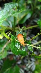 Cistelina tricolor