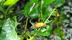 Cistelina tricolor
