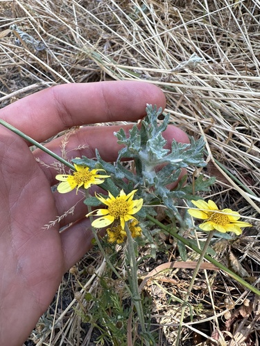 Eriophyllum lanatum