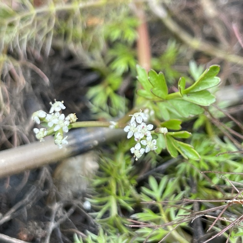 lesser marshwort (Helosciadium inundatum)