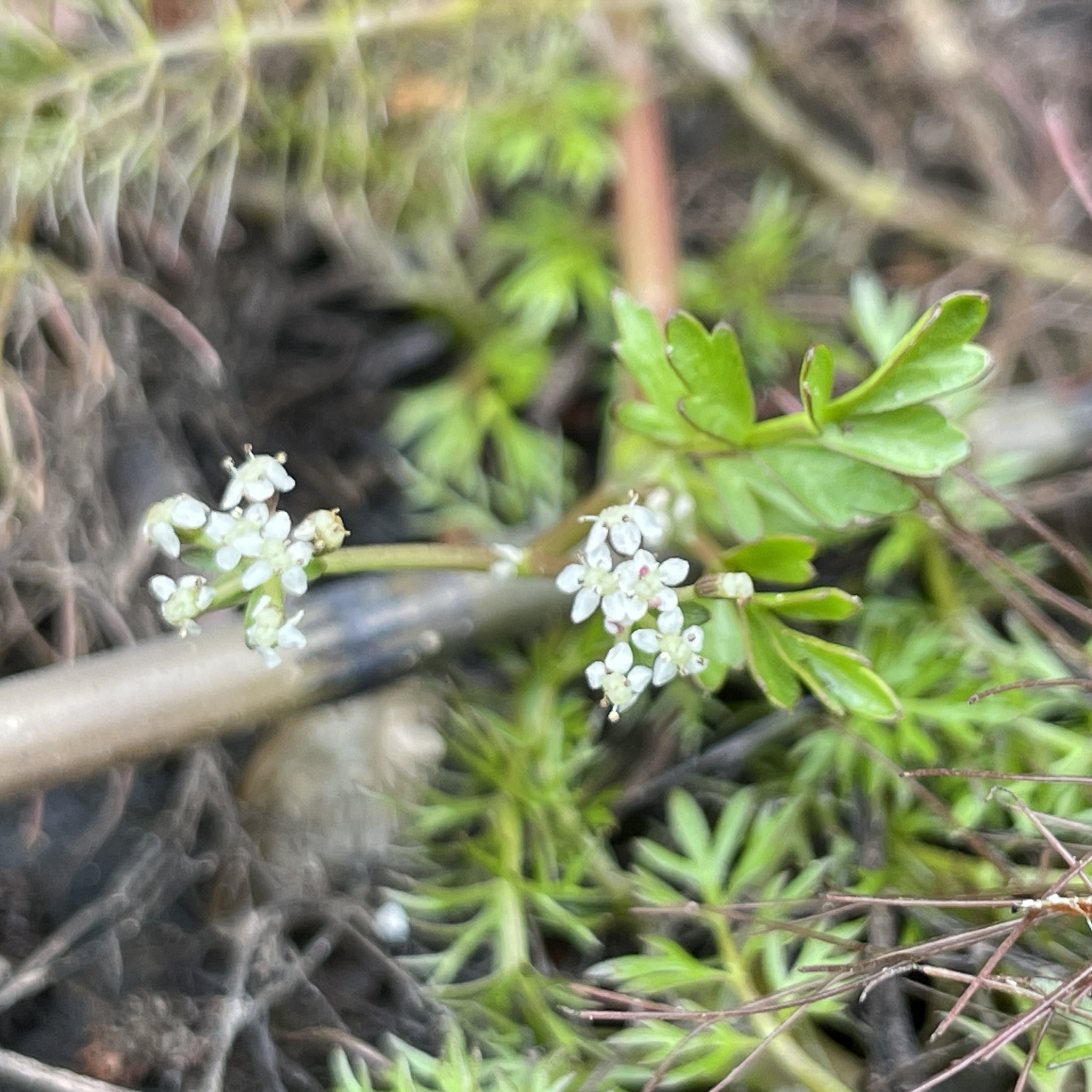 Lesser Marshwort (Helosciadium inundatum)