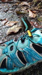 Graphium sarpedon connectens