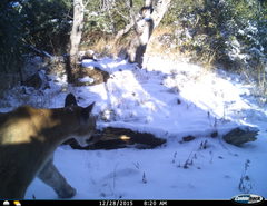 Puma concolor couguar