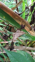 Chiasmia monticolaria
