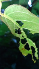 Arthrotus abdominalis