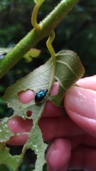 Arthrotus abdominalis