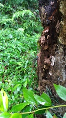 Polycanthagyna erythromelas