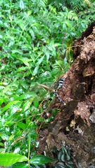 Polycanthagyna erythromelas