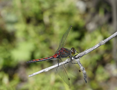 Leucorrhinia borealis
