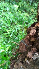 Polycanthagyna erythromelas