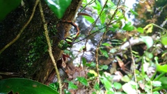 Polycanthagyna erythromelas