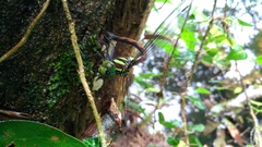 Polycanthagyna erythromelas