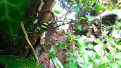 Polycanthagyna erythromelas