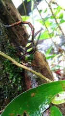 Polycanthagyna erythromelas