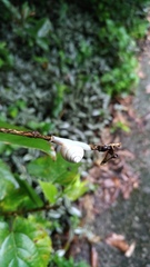 Satsuma phoenicis