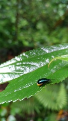 Arthrotus abdominalis