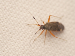 Closterotomus biclavatus