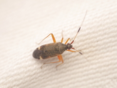 Closterotomus biclavatus