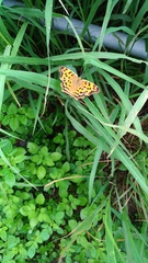 Polygonia c-aureum lunulata