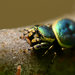 Common Leaf-beetle Jumping Spider - Photo (c) Buddy, some rights reserved (CC BY-NC), uploaded by Buddy