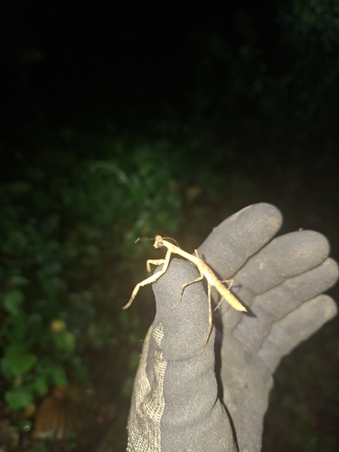 Cataspilota calabarica