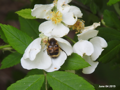 Lasiotrichius succinctus