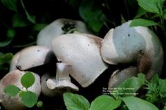 Agaricus