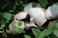 Agaricus
