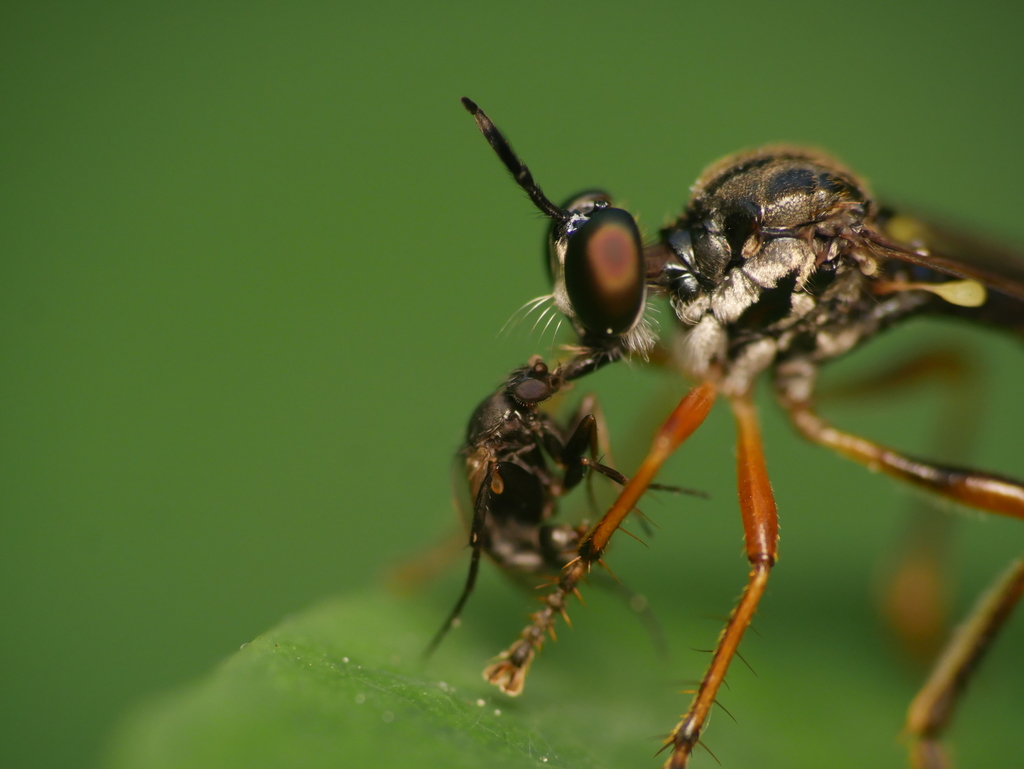 Stripe-legged Robberfly