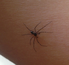 Araneae